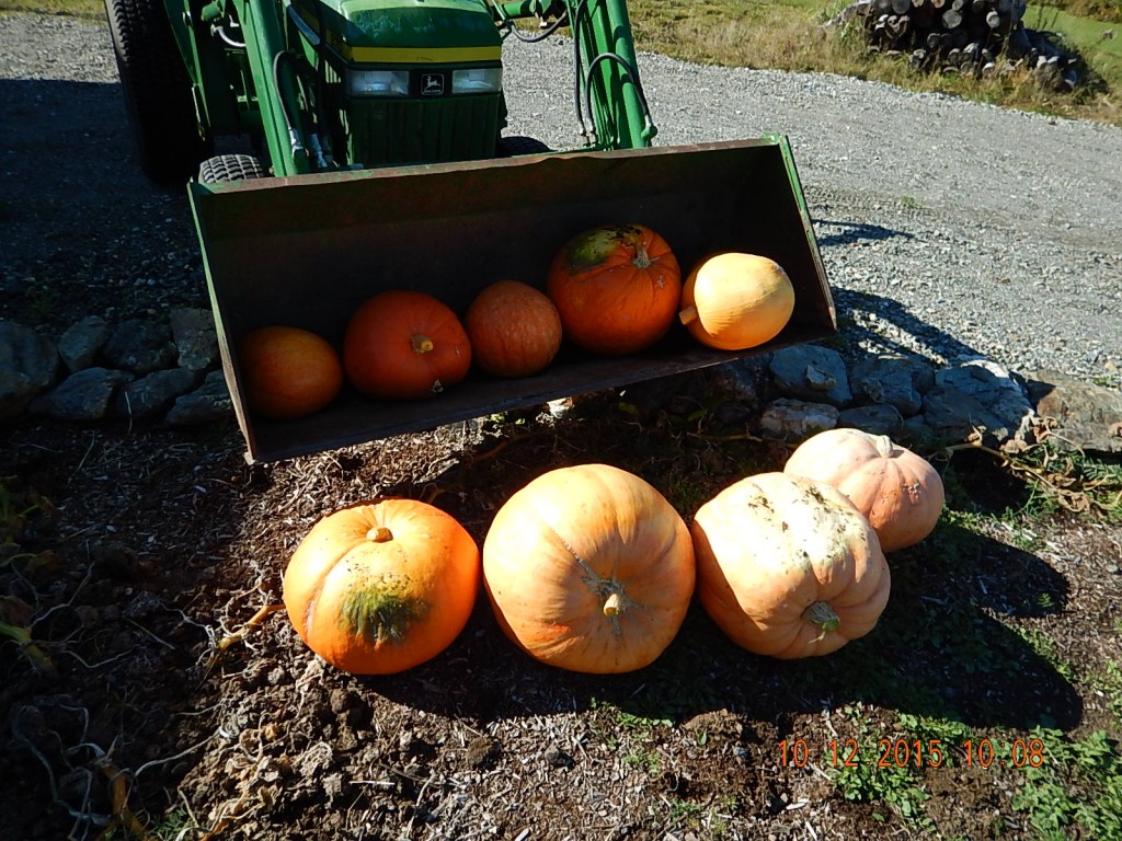 My pumpkin harvest.  I need to put some effort into it.