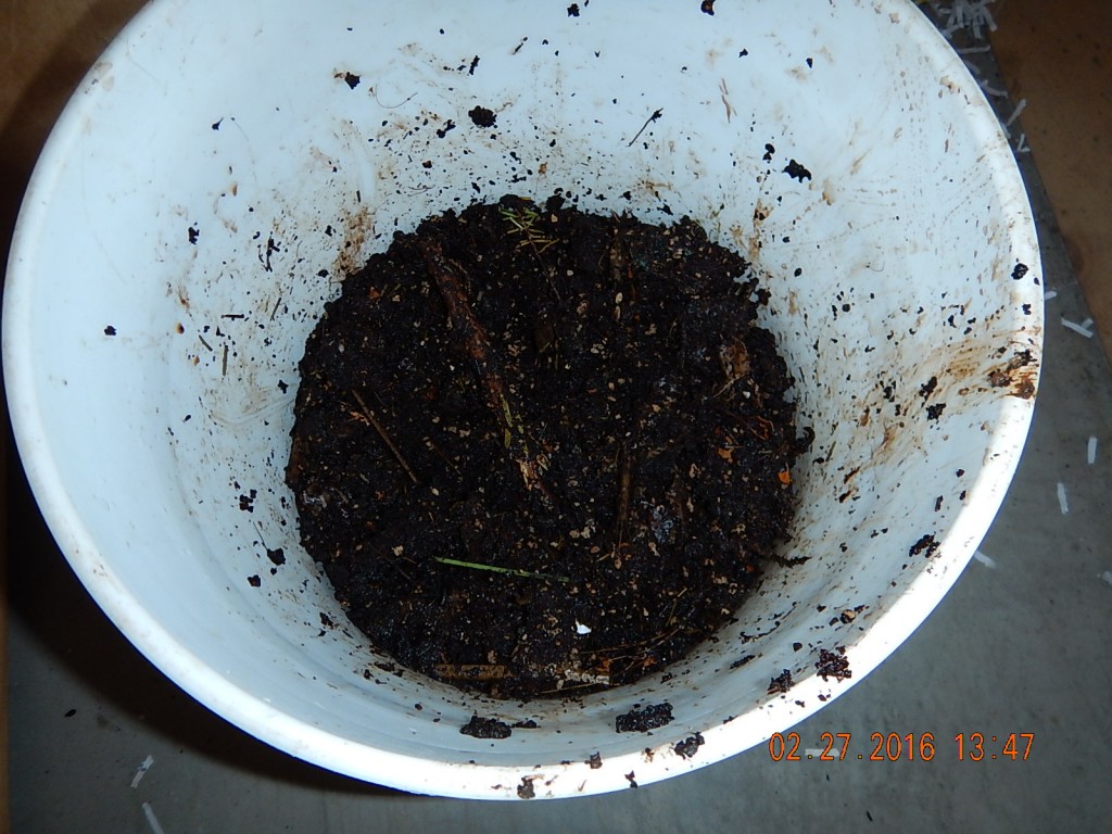A bucket of warm work poop. We'll use it to start veggie seedlings.