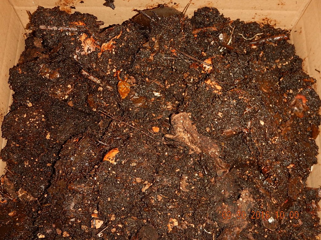 Finished compost from the worm farm. Really good stuff.