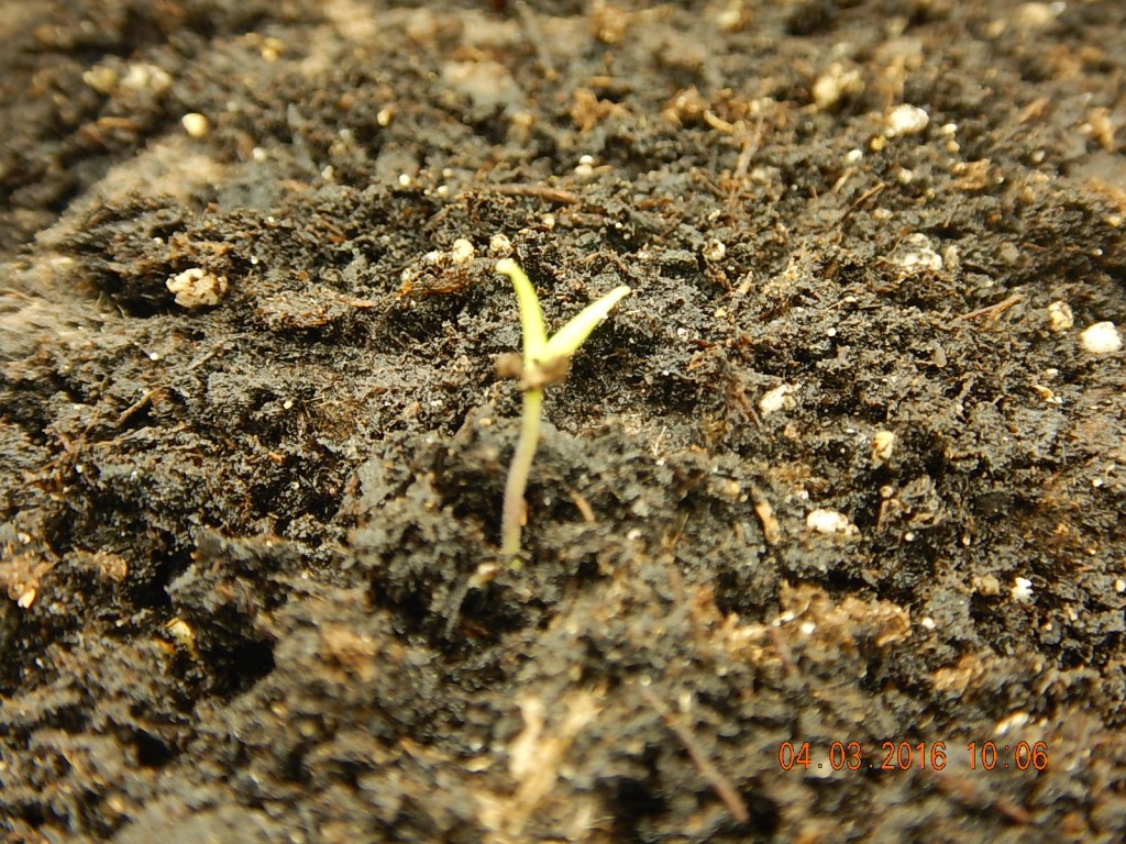 My first seedling. Three hours later, there were 3 more. This bud's for you.