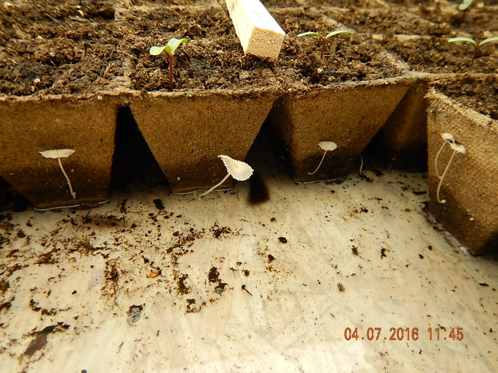 I kept the seedlings a little too wet for a little too long.