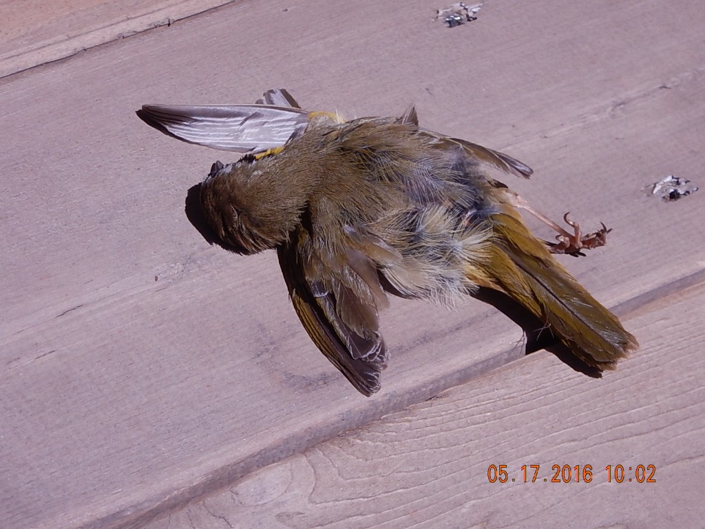 A Springtime Haiku By Reid A bird banged intomy office window and dropped dead onto the deck. A gust of wind lifted its lifeless wing, as if in flight.  The cat went to investigate.