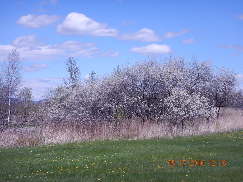 The plum trees are in full bloom, and you can smell them when you get the mail.