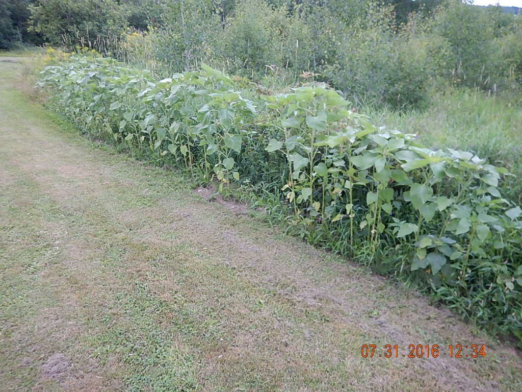 The sunflowers are 4-6 feet tall.