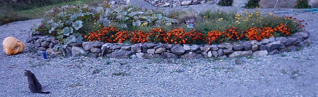 The Marigolds waited until the calendula died before blooming