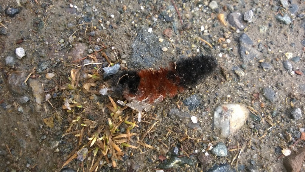 So you think climate change is a hoax?  Wooly brown caterpillars in February. That ain't right.