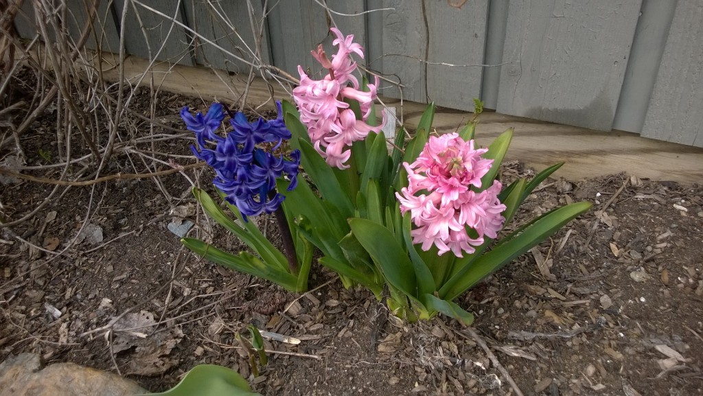Hyacinths look good on paper, but usually come up ragged from freeze/thaw during bloom.  For once, they look good.