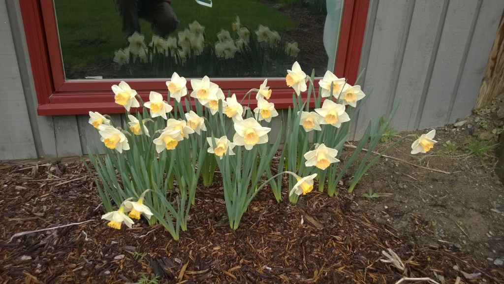 More daffodils!