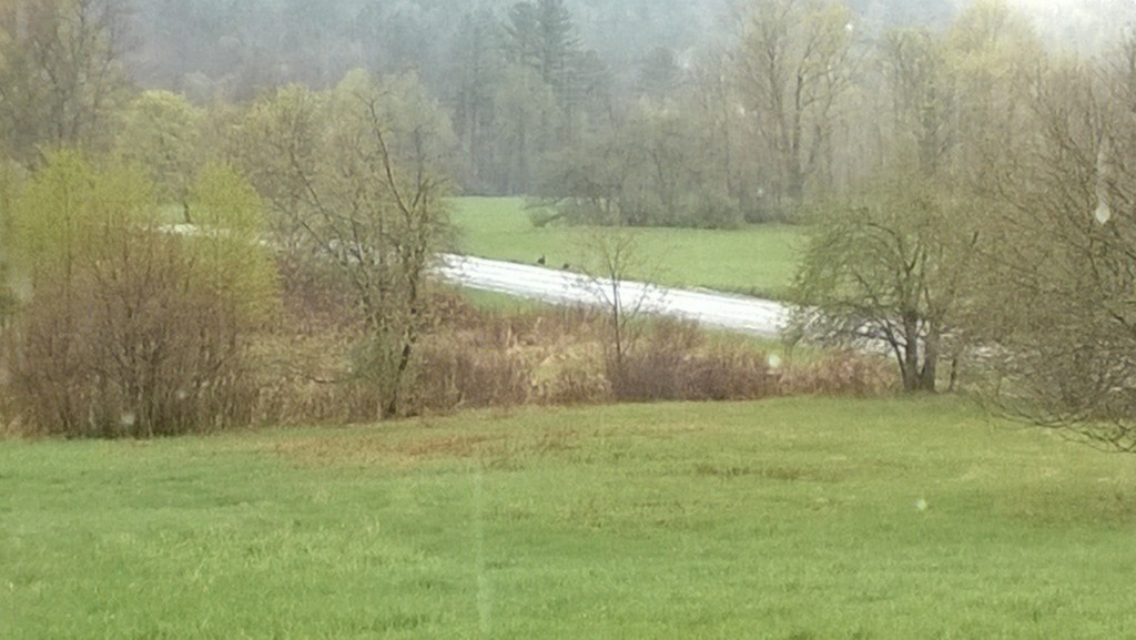 With my Windows phone, this is max telephoto. Those black specks in the road are the turkeys. 