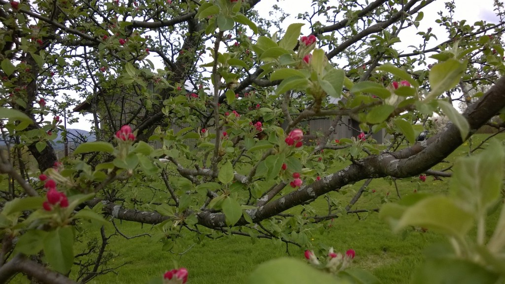 The apple blossoms start off red ...
