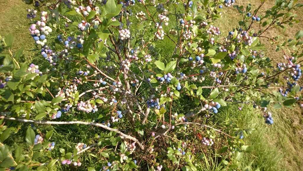 It took a few years, but the blueberries are finally producing more than we can eat.  We won't get sick FROM them, we might get sick OF them.
