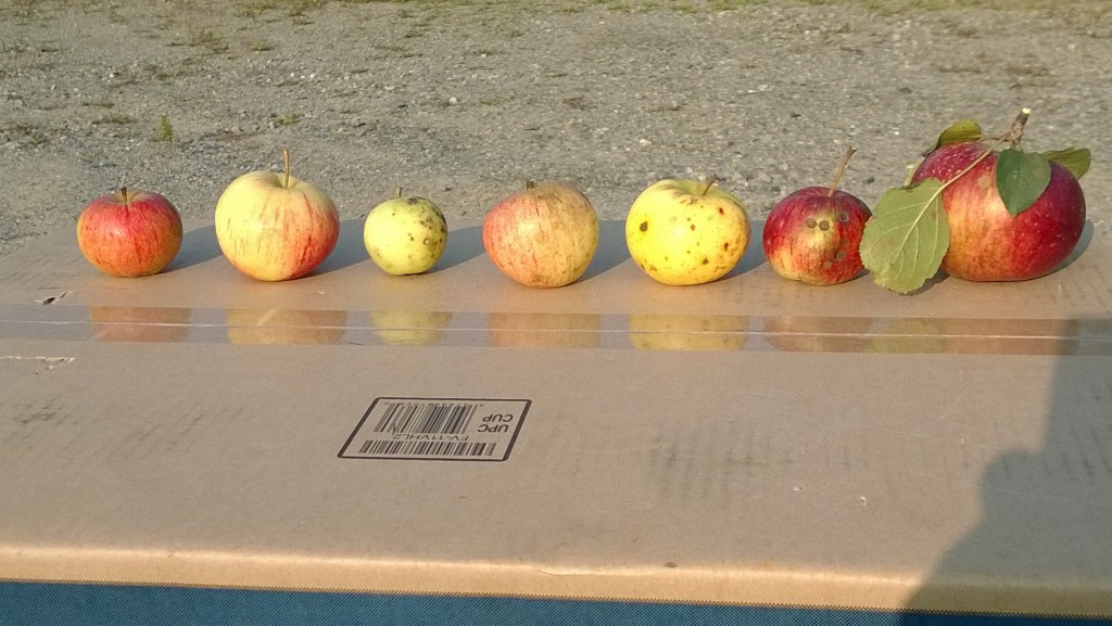 Most of this year's apple varieties. (Only 2 of which I picked last year.)