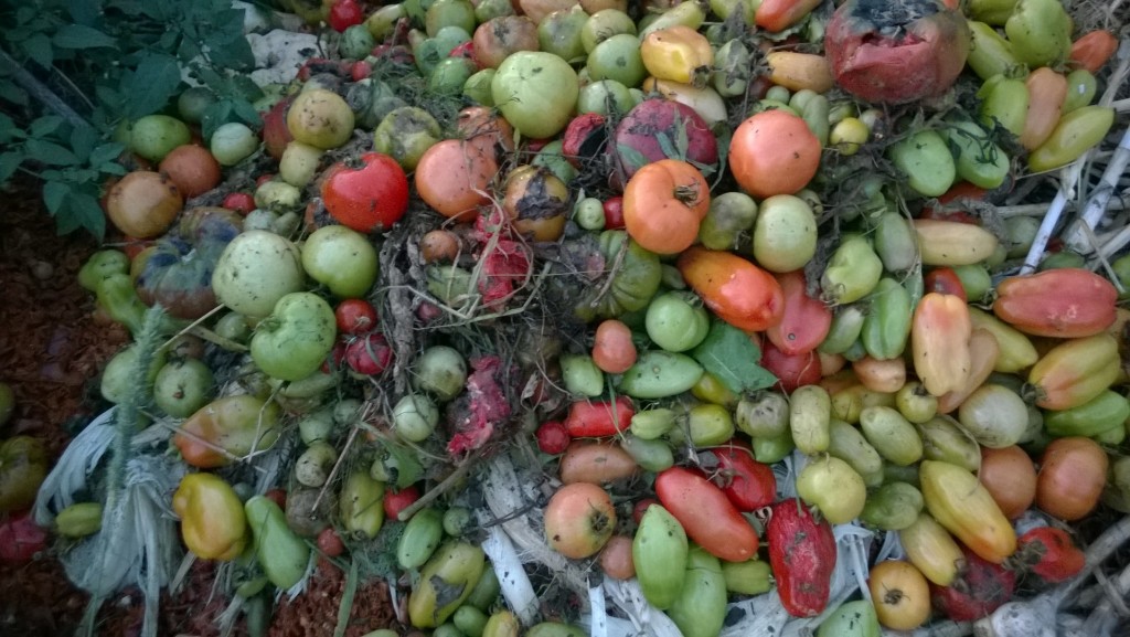 We got an early frost and most of my tomatoes bit the dust.  We saved what we could, canned a few quarts, made a dynamite batch of spaghetti sauce, and composted the rest. Fried green tomatoes are overrated.