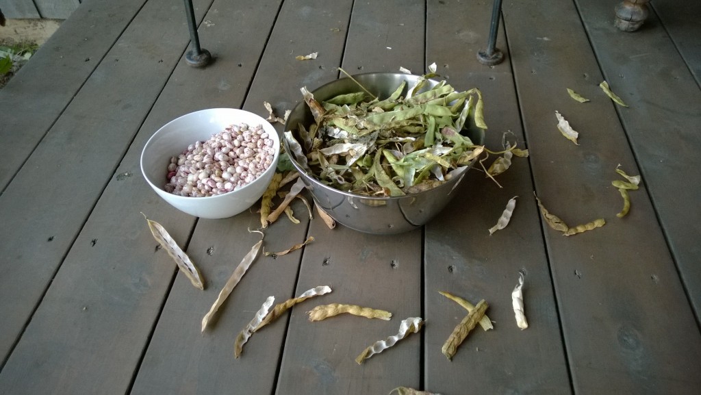 The trick to shelling beans eludes me, and the first pound took forever. Mary made a dynamite baked bean dinner out of them. Do you drink a red wine or a white with beans?  We cracked open a bottle of mead (fermented honey) and it tasted water-y and sour. The better to fart with! 