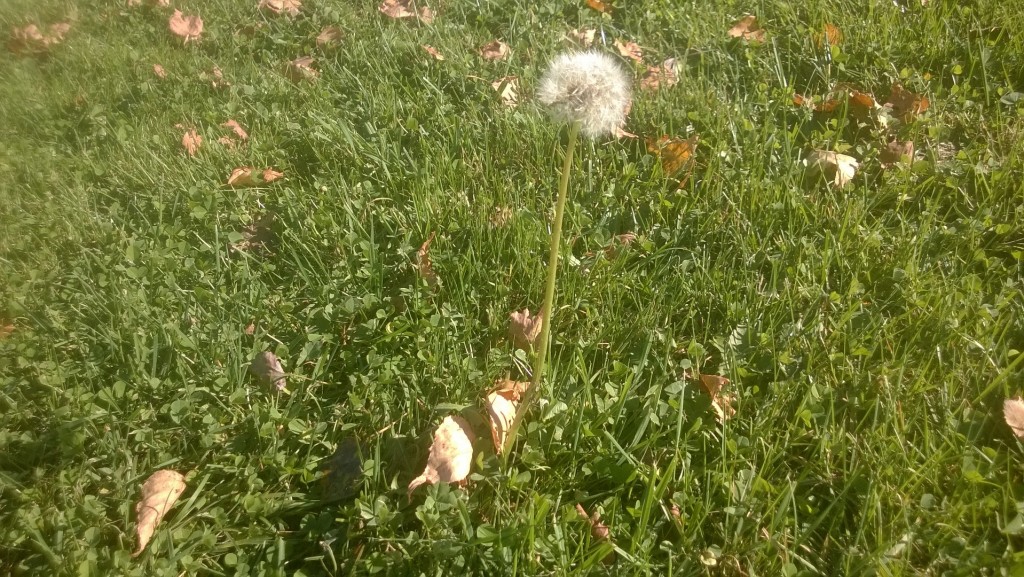 Dandelions don't lie. Global warming is real.