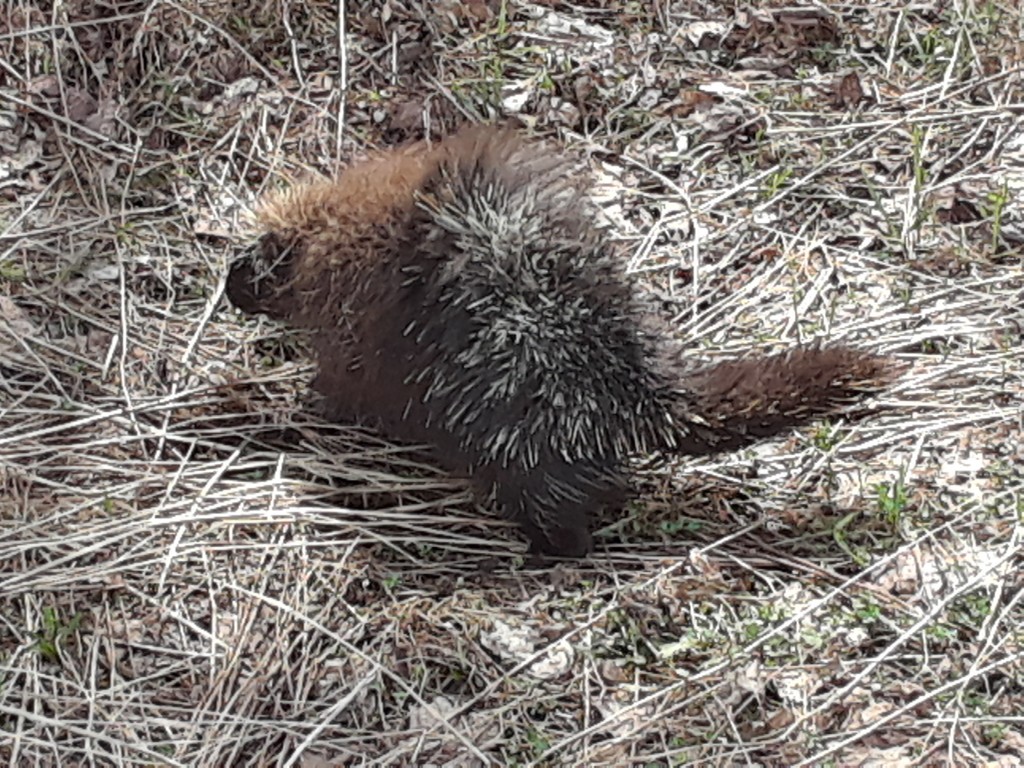 The nice thing about porcupines is that they don't run away, and they don't attack. They assume a defensive position and hold perfectly still while I fumble with my camera.
