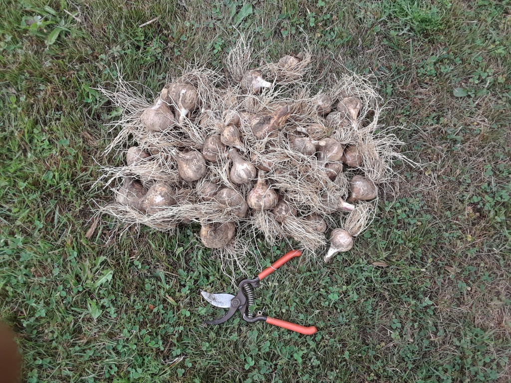 The garlic harvest is pretty scrawny this year. We think that 'no water' is what did it. 