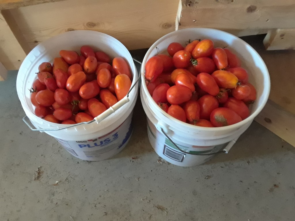 So far, Mary's canned 70-odd pounds of tomatoes from the garden, and there are more to come.  We kind of hope a frost will kill the rest of them before standing at the stove kills Mary.
