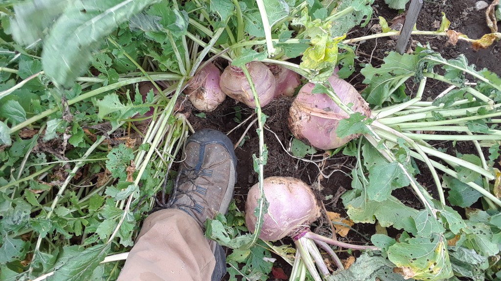 Last Spring, Mary was telling me how much she loves the taste of turnips, so I planted turnips in the garden.  And ever since then, whenever I've brought her a garden turnip, she's stubbornly refused to cook it.  I don't think she likes turnips. I think she only SAYS she likes them.